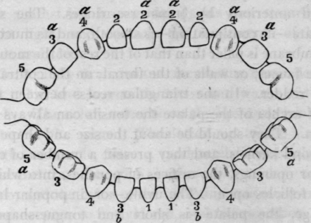 teeth diagram labeled. Teeth+diagram+numbers