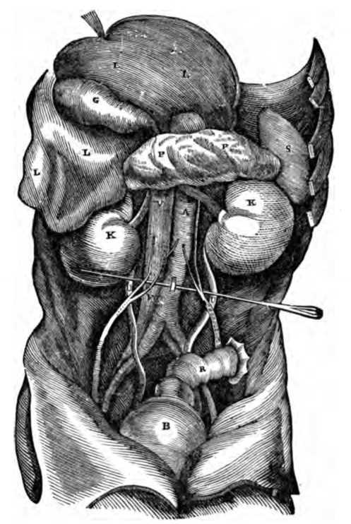 Fig. 332. Congested Kidneys.