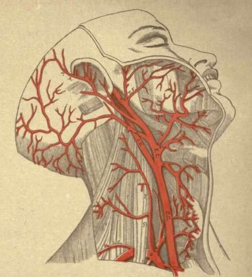 L.C.A. Left Colonary Artery, . ARTERIES OF THE HEAD AND NECK