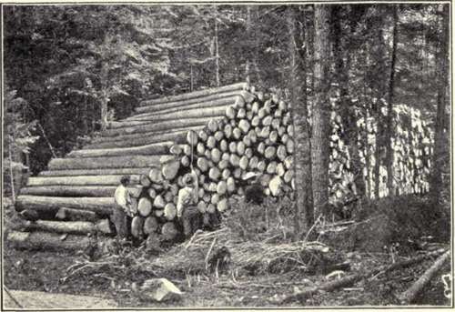 Fig. 6.   Skid way of Spruce Logs.