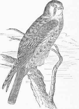 American Sparrow Hawk (Tinnunculus sparverius).