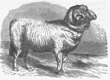 merino sheep  ovis hispanica