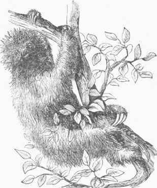 Three toed Sloth (Brudypus tridactylus).