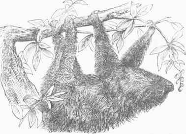 Unau or Two toed Sloth (Bradypus didactylus).