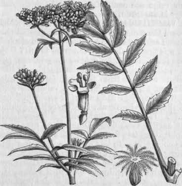 Valerian (Valeriana officinalis).