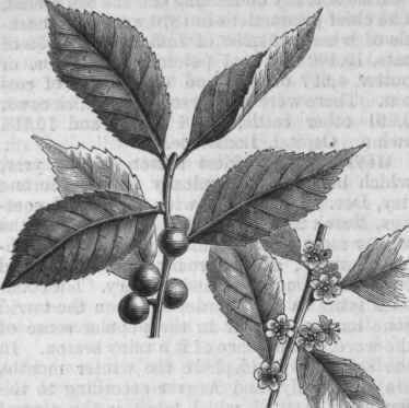 Winterberry (Ilex verticillata).