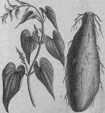 Yam (Dioscoraea alata).