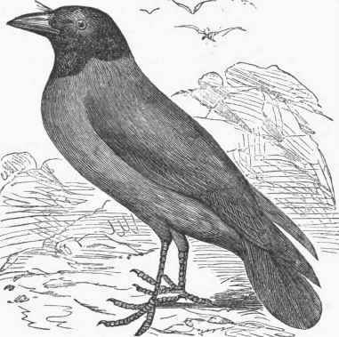 Hooded Crow (Corvus comix).