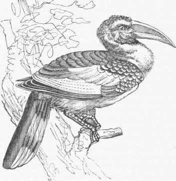 Red billed Hornbill (Buceros crythrorhynchus).
