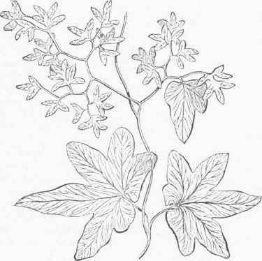 Lygodium palmatum.