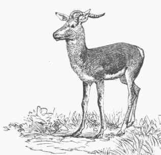 Sommering's Gazelle (Gazella Soemmeringii).