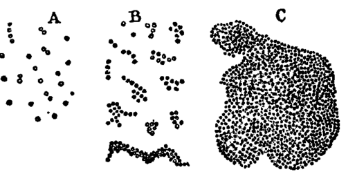 Fig. 5. Characteristic groups of Micrococci.