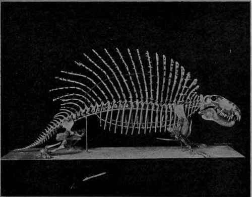 Permian Pelycosaurian, Naosaurus clavlger Cope. (Osborn).