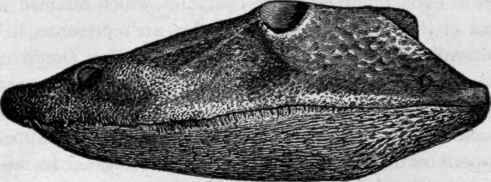Permian Stegocephalian, Eryops megacephalus Cope, x 1/7. Skull seen from side. (Cope).