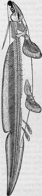 Pleuracanthus decheni, x 1/3. (Dean after Fritsch).