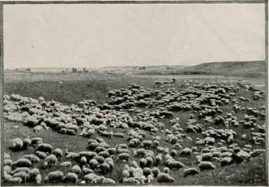 Sheep Pasture.