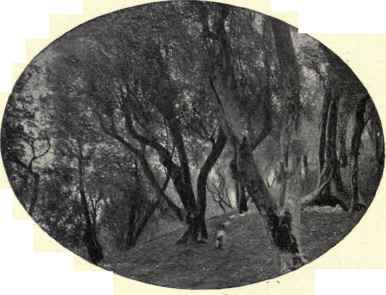 The Olive Grove.