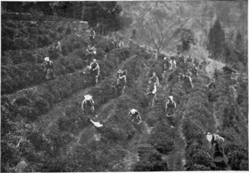Tea   Pickers