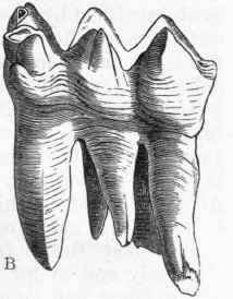 B, Side view of the second true molar