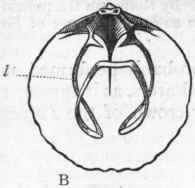 Class III Brachiopoda Palliobranchiata 255