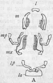 Class IV Insecta 219