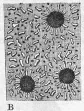 Family V Helioporidae 107