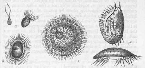 Fig. 1.   Algae and Infusoria. a Ciliated zoospores of Confervoe; b Ciliated zoospore of Vaucheria; c Volvox globator, a locomotive fresh water plant; d Euplotes charon, one of the Infusoria. All greatly magnified.