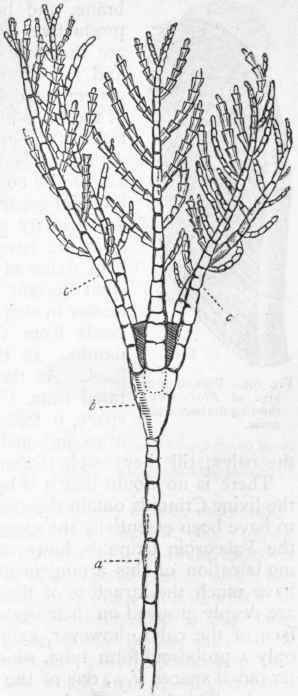 Fig. 101.   Crinoidea. Rhizocrinus Lofotensis, a living Crinoid (after Wyville Thomson), four times the natural size. a Stem; b Calyx; c c Arms.