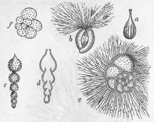 Fig. 11   Morphology of Foraminifera. a Lagena vulgaris, a monothalamous Fora minifer ; b Miliola (after Schultze), showing the pseudopodia protruded from the oral aperture of the shell; c Discorbina (after Schultze), showing the nautiloid shell with the foramina in the shell wall giving exit to pseudopodia; d Section of Nodosaria (after Carpenter) ; e Nodosaria hispida; f Globigerina bulloides.