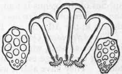 Fig. 111.   Anchor shaped spicules of Synapta, and the plates to which these are attached. Magnified greatly.