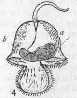 Fig. 117.   Morphology of Turbellaria. 1. Planaria torva (Muller) : m Mouth; g Nerve ganglion; e Eyes; ov Ovary; t Testis; gn Genital opening. 2. Planaria lactea, showing the branched (dendrocoel) intestine. 3. Microscopic larva of A lau rina, a marine Turbellarian. 4. Pilidium, the 