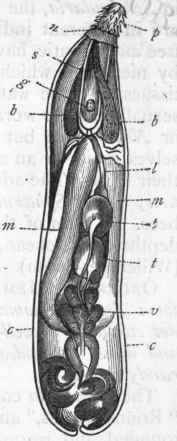 Fig. 119.   Morphology of Acanthocephala. Male of Echinorhynchus angustatus, enlarged about twelve times ; p Proboscis; n Neck ; s Muscular sheath of the proboscis; g Ganglion; b b 