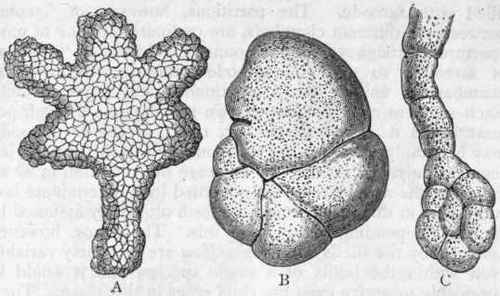 Fig. 12.   Shells of Arenaceous Foraminifera. A, Test of Astrorhiza, greatly enlarged ; B, Test of Trochammina ringens, enlarged thirty times; C, Test of Trochammina lituiformis, enlarged eighteen times. (After Carpenter and Brady.)