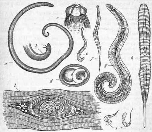 Fig. 120.   Morphology of Nematoda. a A scaris lumbricoides, male, reduced in size ; b Hinder extremity of the same, with the reproductive spicula, enlarged; c Head of the same enlarged, showing the tubercles round the mouth ; d Ovum of the same, highly magnified, with the fully developed worm in its interior; e Male of Oxyuris vermicularis, five times the natural size ; f Female of the same, similarly enlarged ; g Male of the same, highly magnified ; h Embryo of Dracunculus, magnified 500 diameters ; i Embryos of the same, magnified 60 diameters; l A single Trichina, encapsuled in the muscles, highly magnified. (Chiefly after Leuckart, Spencer Cobbold, and Bastian.)