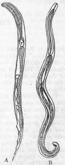 Fig. 121.   Free Nematoids. A, Anguillula aceti; B, Dory laimus stagnalis. Magnified. (After Bastian.)