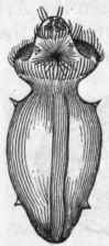 Fig. 125.   Larva of Phas colosoma elongation, after development has proceeded to some extent.