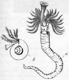 Fig. 130.   Tubicola. a Serpula con tortitplicata, showing the branchiae and operculum; b Spirorbis communis.