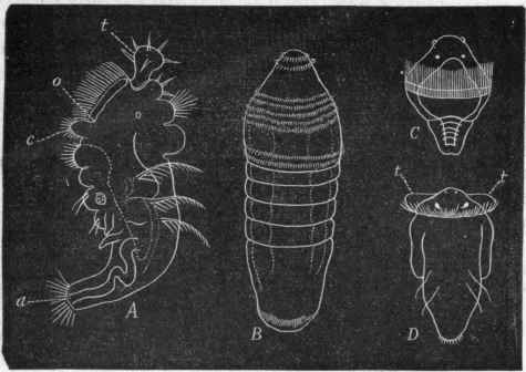 Fig. 131.   Development of Tubicolar and Errant Annelides. A, Larva of Terebella; o Position of the mouth ; a Anus, surrounded by the posterior circlet of cilia; c Anterior circlet of cilia ; t Tentacle. 13, Polytrochal larva of Arenicola; C, Larva of Pnyllodoce. D, Larva of Spirorbis; t t Tentacles. All the figures are greatly magnified. (After Claparede, Schultze, and A. Agassiz.)