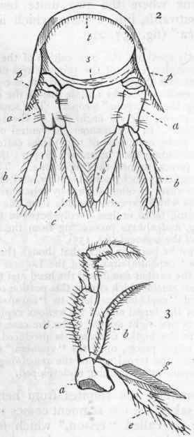 Fig. 137.   Morphology of Lobster. 1. Lobster, with all the appendages, except the terminal swimmerets, removed, and the abdominal somites separated from one another : ca Carapace; t Telson. 2. The third abdominal somite separated: t Tergum ; s Sternum; p Pleura; a Protopodite; b Exopodite; c Endopodite. 3. One of the last pair of foot jaws or maxillipedes: e Epipodite; g Gill; the other letters as before.