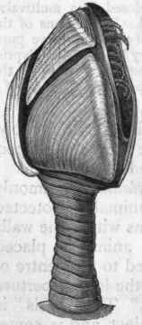 Fig. 144.   Lepas anati fera, the common Barnacle.
