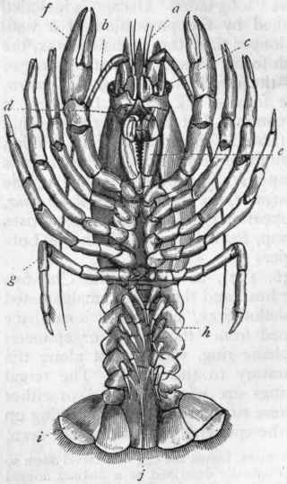 Fig. 157.   The common Cray fish [Astacmfluvi atilis), viewed from below. a Antennules; b Large antennae ; c Eyes ; d Opening of auditory sac ; e Last pair of foot jaws ; f One of the great chelae ; g Fifth thoracic limb ; h Swimmerets; i The last pair of swimmerets; j The opening of the anus below the telson.