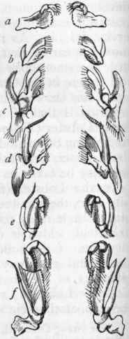Fig. 158.   Gnathites of the Cray fish (Astacus fluvia tilis). a Mandibles ; b Maxillae ; c Second pair of maxillae ; d First pair of foot jaws ; e Second pair of foot jaws ; f Third pair of foot jaws.
