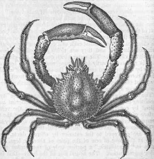 Fig. 159.   Brachyura. The Spiny Spider crab (Maia squinado).
