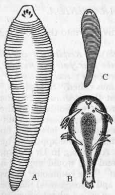Fig. 163.   A, Pentastoma tamoides, female, of the natural size; C, Male of the same, of the natural size ; B, Larva of the same, greatly enlarged, showing the two pairs of articulated limbs. (After Spencer Cobbold and Leuckart.)