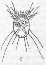 Fig. 165.   A, Demodex folliculorum, greatly magnified. B, Emydium testudo, one of the Tardigrada, greatly magnified. C, Sarcoptes scabiei, the Itch mite, greatly magnified.