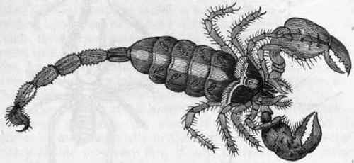 Fig. 167.   Scorpion (reduced).