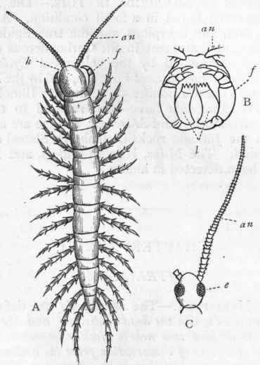 Fig. 169.   A, Lithobius forficatus, enlarged and viewed from above: an Antennae; f Foot jaws ; h Head. B, Head of Lithobius Leachii, viewed from below (after Newport) : an Antennae ;f Hooked foot jaws; l Lower lip, composed of two pieces. C, Head of Lithobius forficatus, viewed from above (after Gervais): an Antenna ; e Eye.