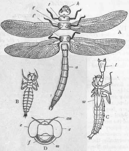 Fig. 175.   A, One of the Dragon flies (AEshna grandis), slightly dissected : h Head, carrying the eyes, antennae, and organs of the mouth ; t t' t