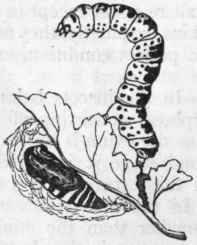 Fig. 179.   Metamorphosis of the Magpie moth (Phalaena grossulariata).