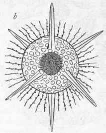Fig. 18   a Acanthometra lanceolata; b Haliomma hexacanthnm, one of the Polycystina, showing the radiating pseudopodia. (After Muller.)